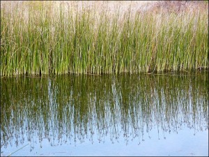 reeds