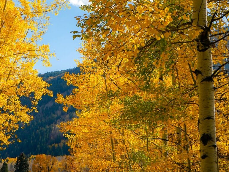 Sun shines through the yellow leaves of a grove of narrow aspen trees with white bark in front of a mountain.